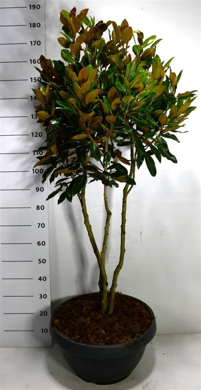 Magnolia grand. 'Little Gem' - C40 125-150 CM